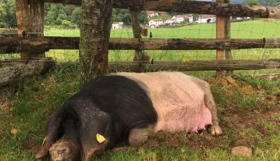 Le porc Kintoa du Pays Basque !