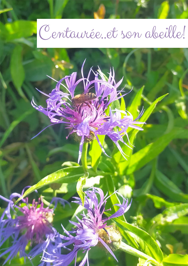 Centaurée et son abeille