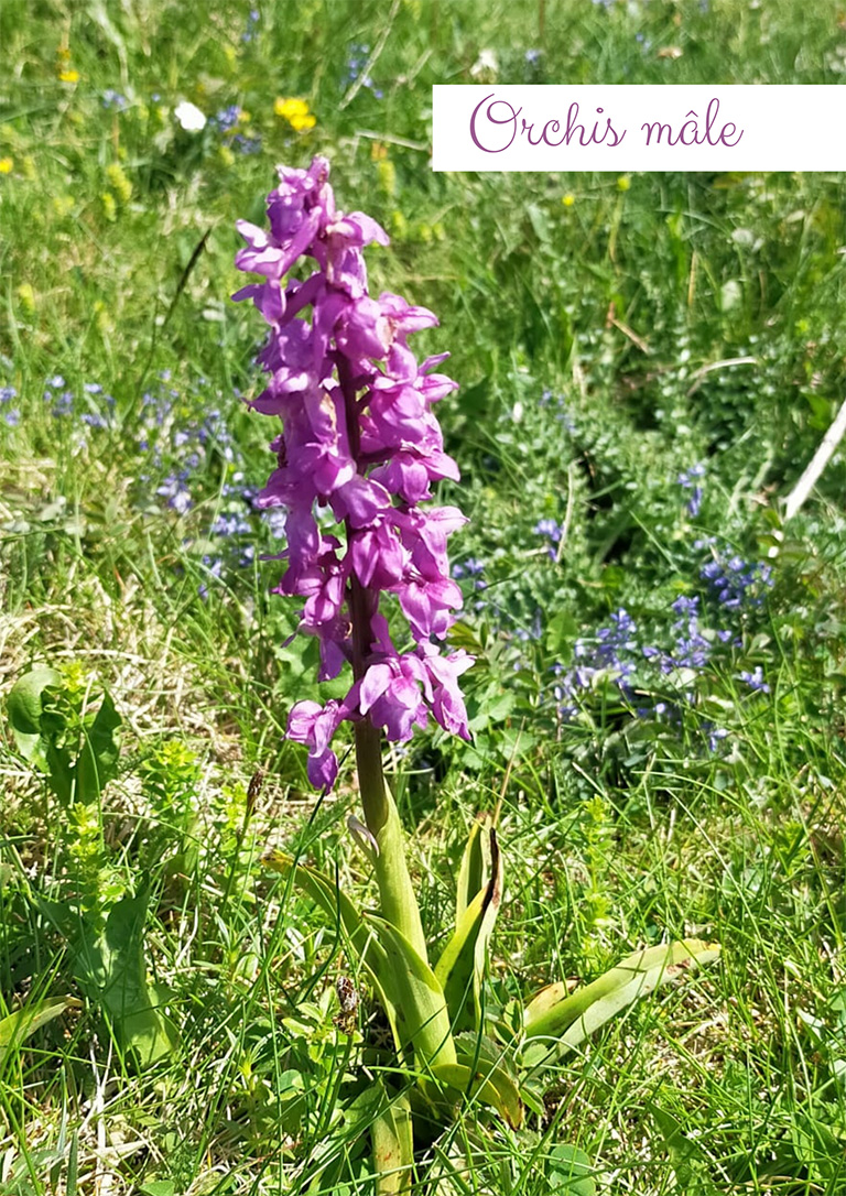 Orchis mâle