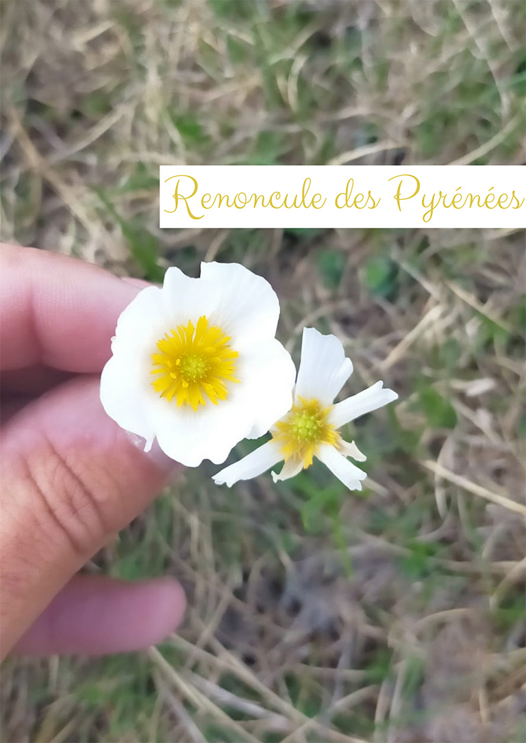 Renoncule des Pyrénées