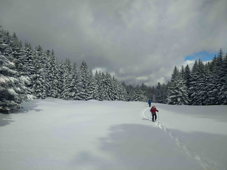 Pyrénées neige forêt