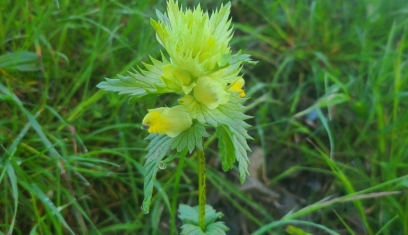 Discovering the flowers of the Pyrenees