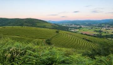 vignoble-pays-basque-pmr.jpg