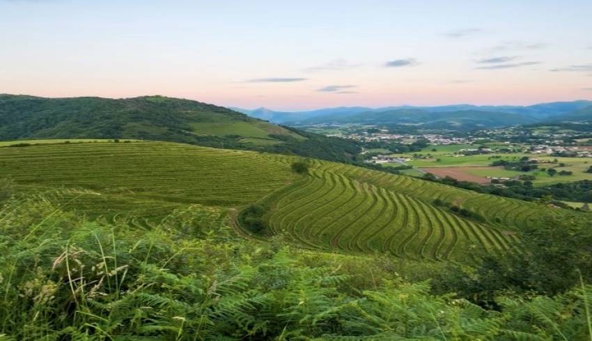 vignoble-pays-basque-pmr.jpg