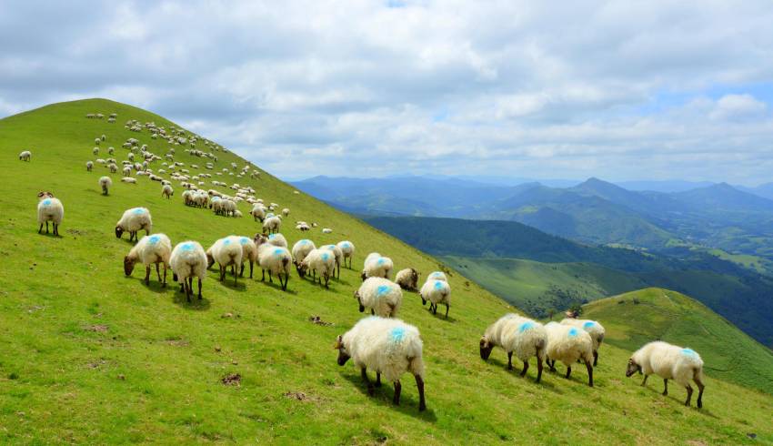 Pays-basque-rando-avec-guide.JPG