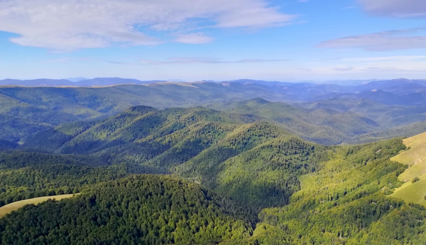 Foret-Iraty.jpg