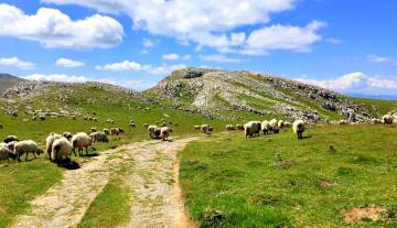 Brebis-manech-au-Pays-Basque.jpg