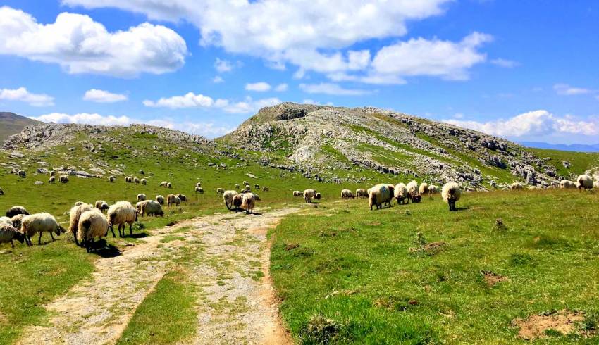 Brebis-manech-au-Pays-Basque.jpg