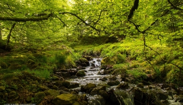 foret-iraty-pays-basque-rando-pyrenees.jpg