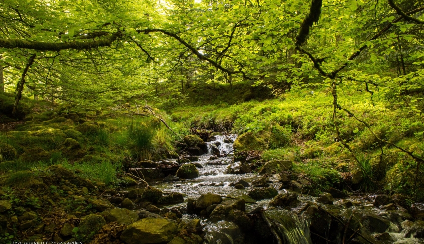 foret-iraty-pays-basque-rando-pyrenees.jpg