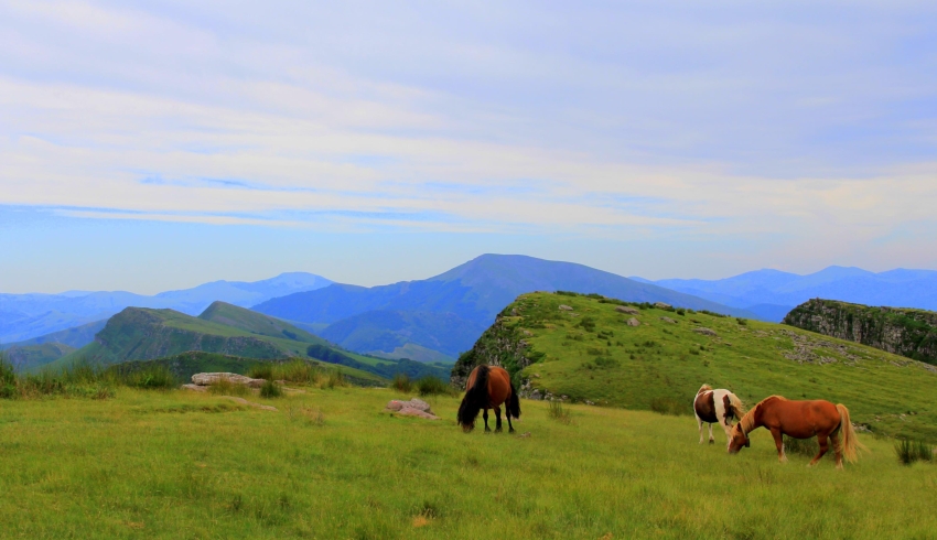 Chevaux-Pays-Basque.JPG